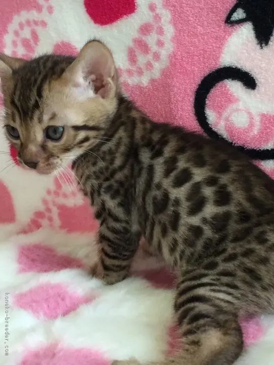 ID:1607-00907の子猫