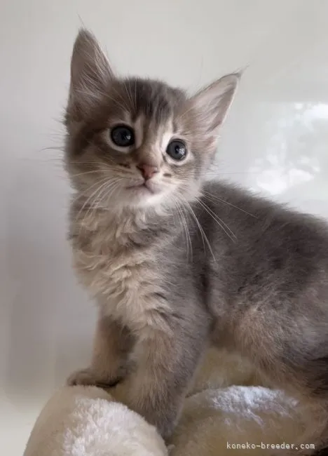 ID:2109-00939の子猫