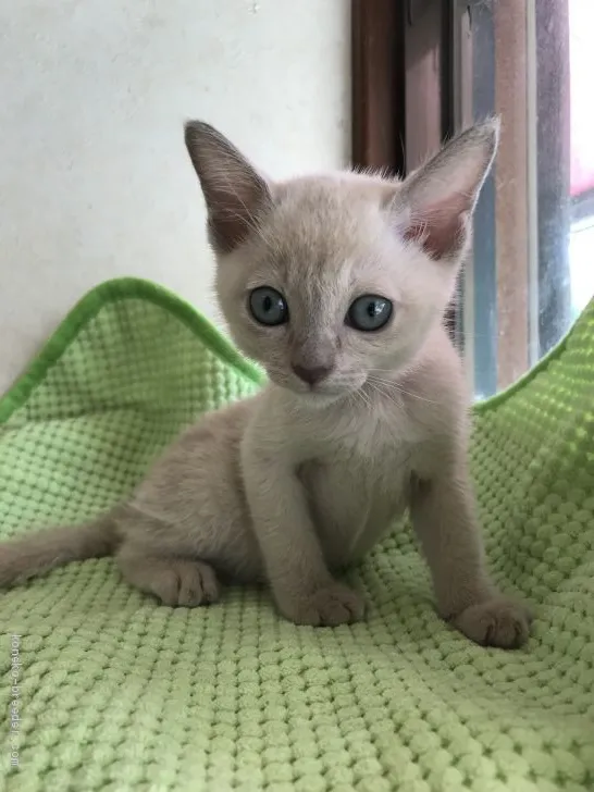 ID：1908-00029の子猫