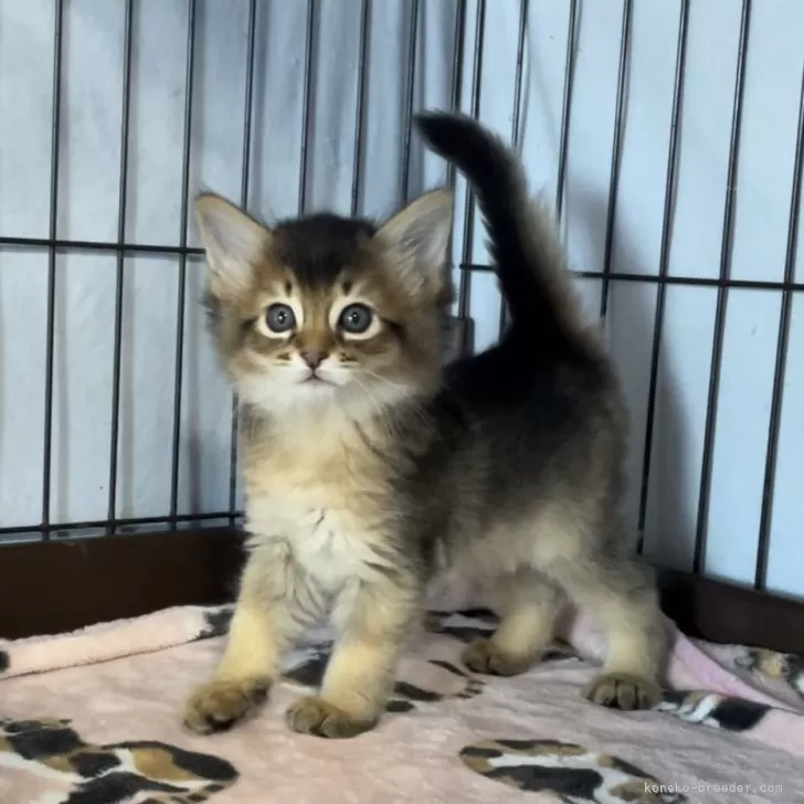 ID：2411-02383の子猫