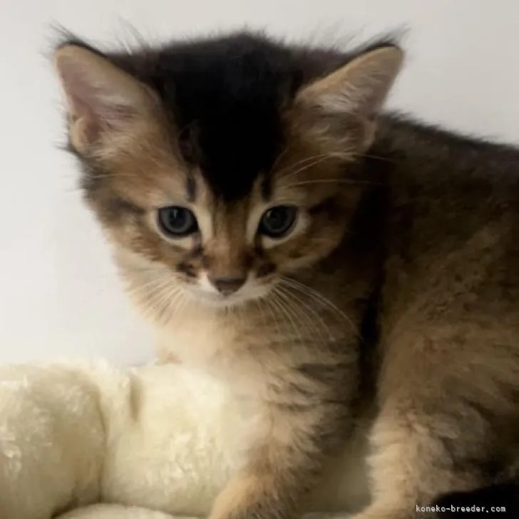 ID:2209-01381の子猫