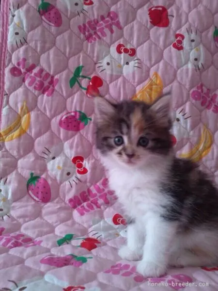 ID:1507-00623の子猫
