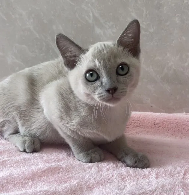 ID：2108-01982の子猫