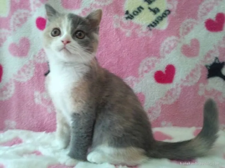 ID:1607-00228の子猫