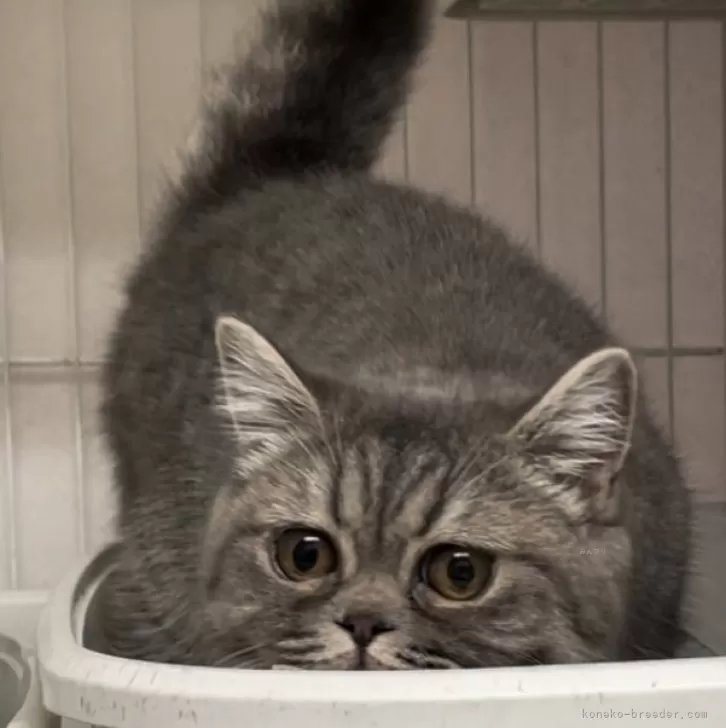 ID:2404-02614の子猫