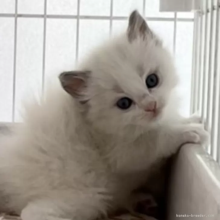 ID:2404-03070の子猫