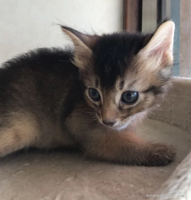 ID:1908-00101の子猫