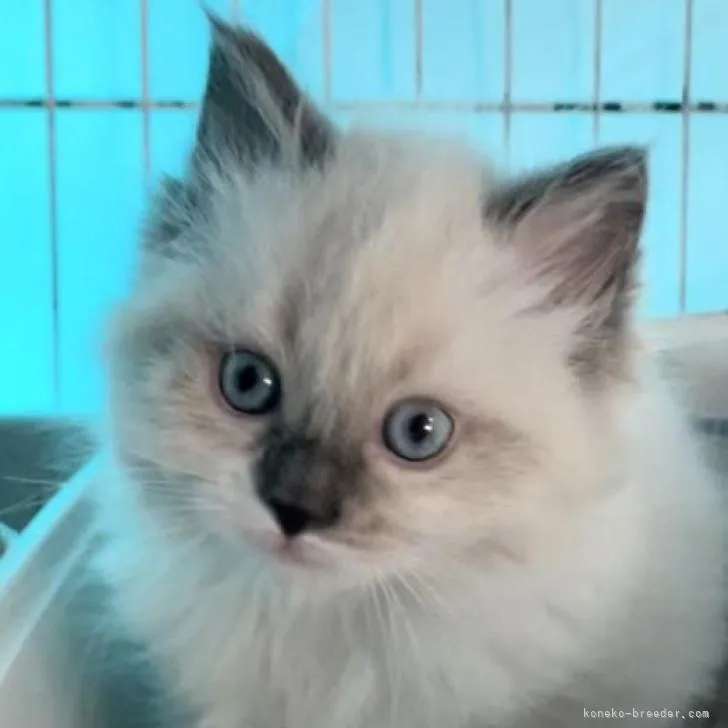 ID：2210-02628の子猫