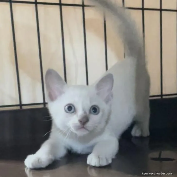 ID：2208-02113の子猫