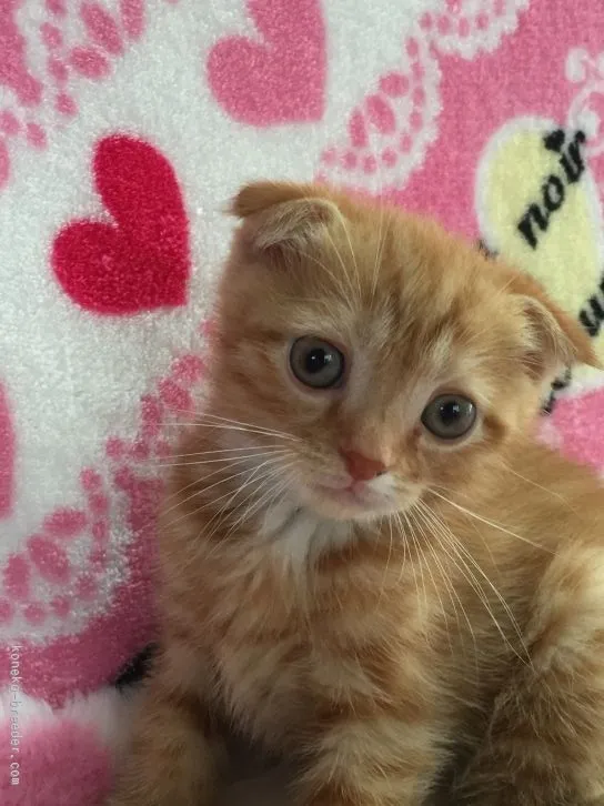 ID:1512-00455の子猫