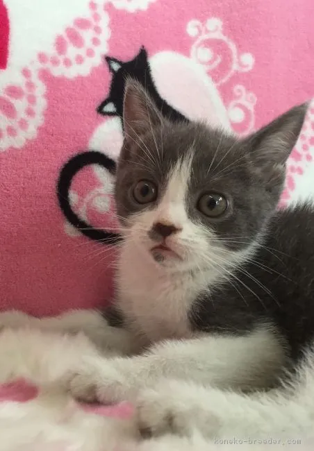 ID：1605-00757の子猫