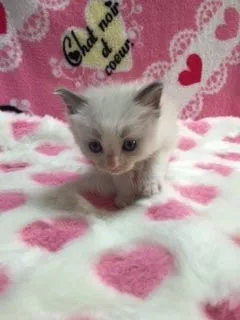 ID：1601-00254の子猫