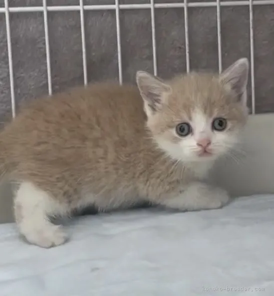 ID:2204-01953の子猫