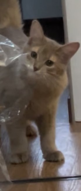 ソマリ【・男の子・2023年8月19日・フォーン】