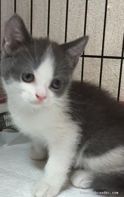 ID：1706-00688の子猫