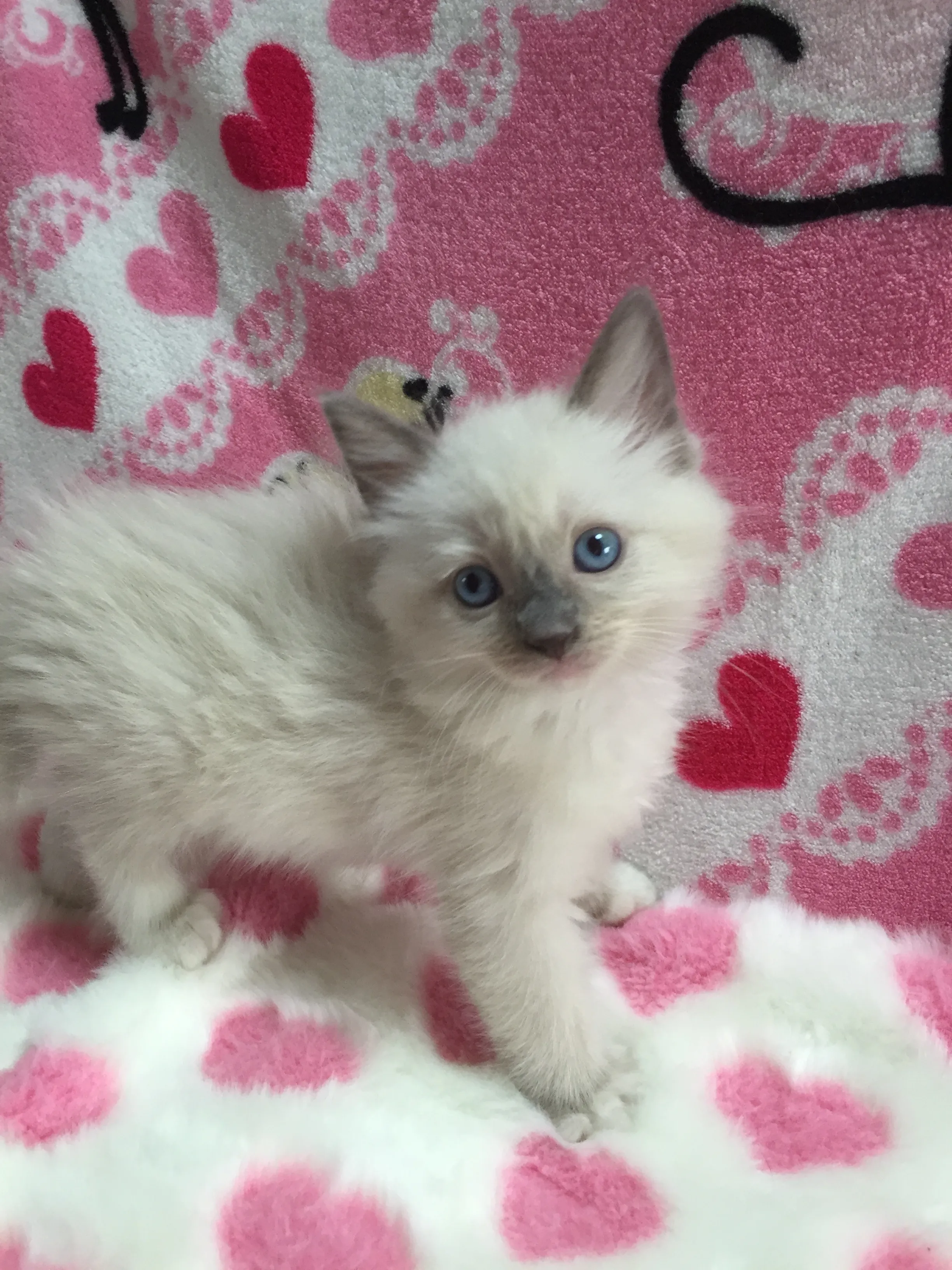 ID:1606-00519の子猫