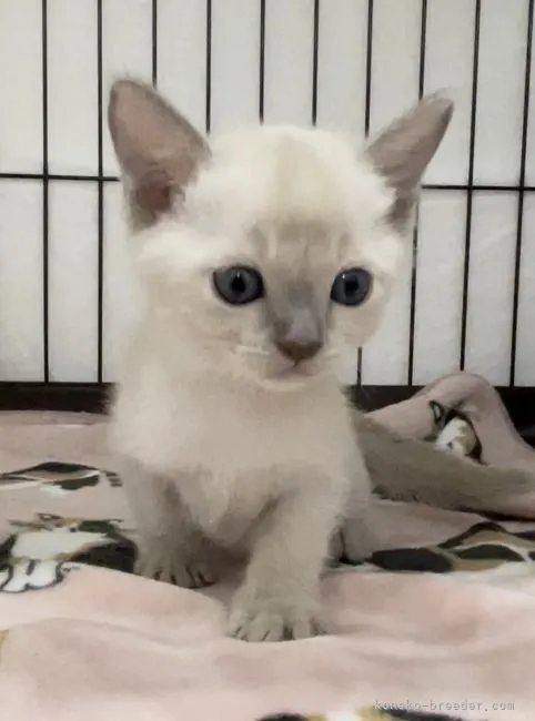 ID:2202-01601の子猫