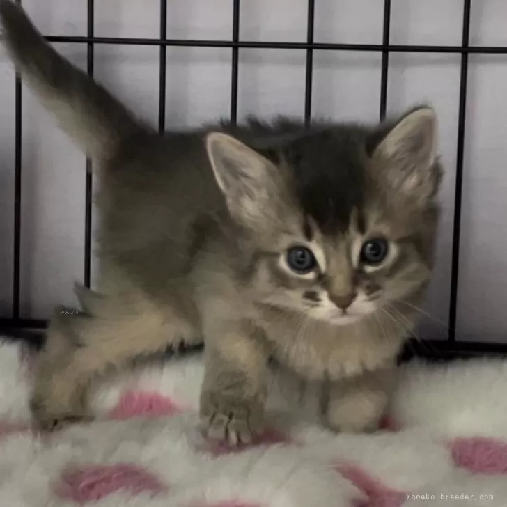 ID:2402-02001の子猫