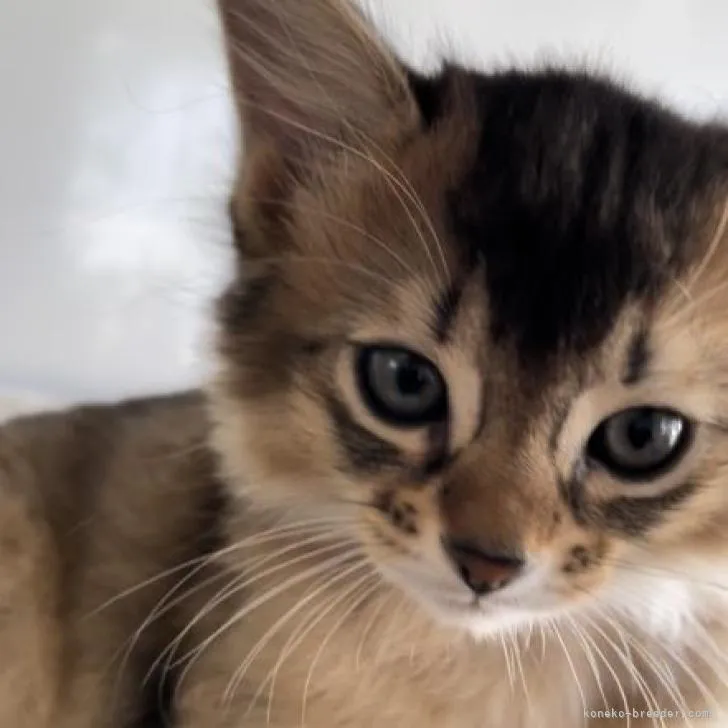 ID:2209-01462の子猫