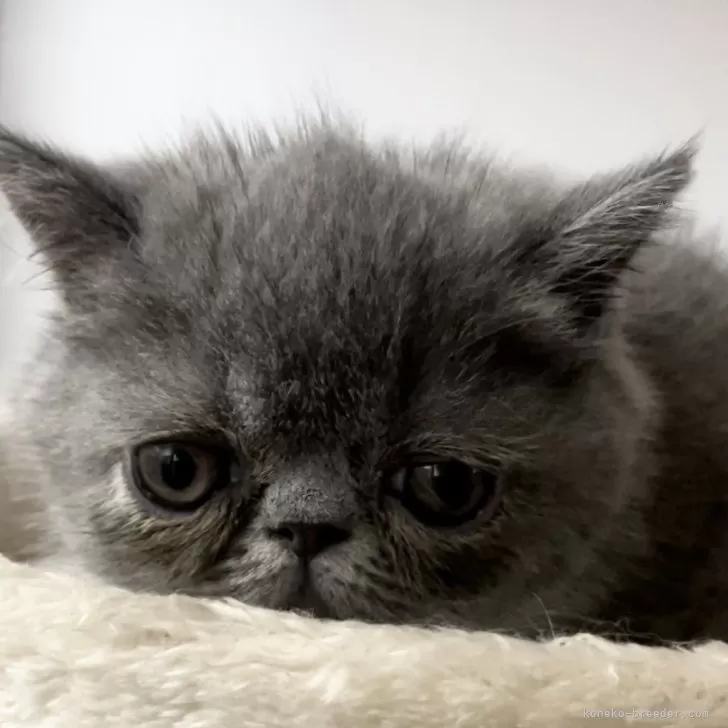 ID:2410-00312の子猫