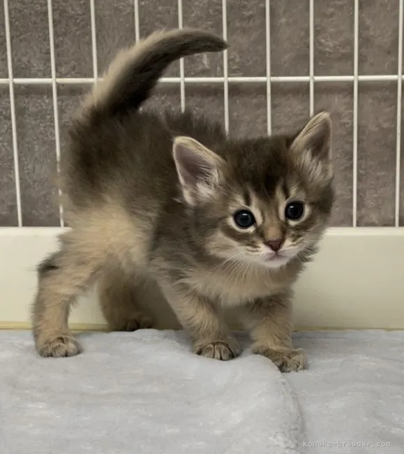 ID:2204-01117の子猫