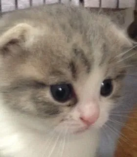 ID:1508-00283の子猫