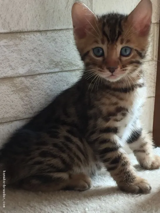 ID:1707-00981の子猫