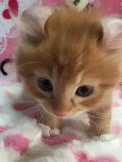 ID：1604-00031の子猫