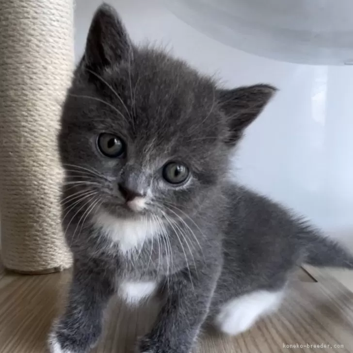 ID：2410-01669の子猫