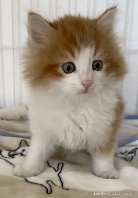 ID：2102-01280の子猫