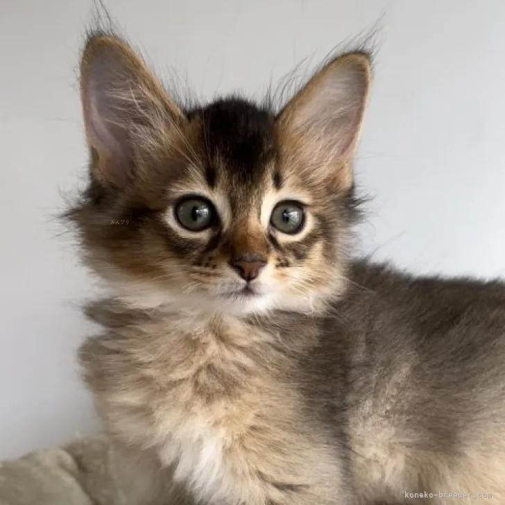 ID：2309-01827の子猫
