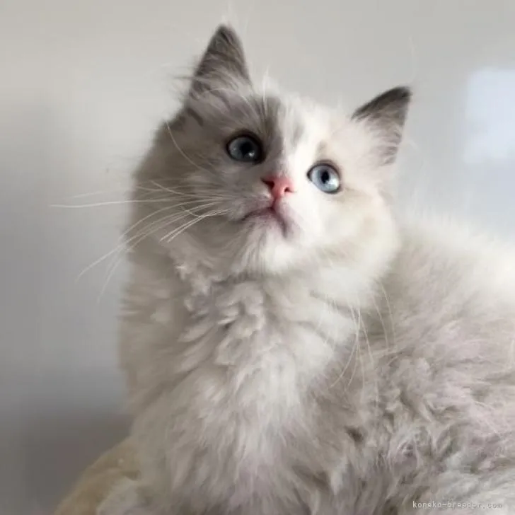 ID:2211-02444の子猫