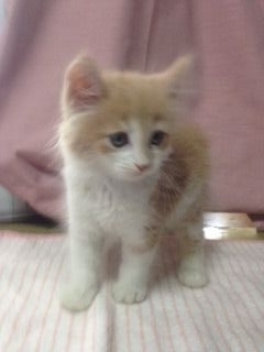 ノルウェージャンフォレストキャット【埼玉県・男の子・2015年6月24日・クリームタビー&ホワイト】の写真「」