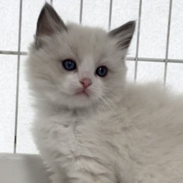 ラグドール【埼玉県・男の子・2024年2月20日・ブルーポイントバイカラー】の写真「ふわふわで可愛い男の子」