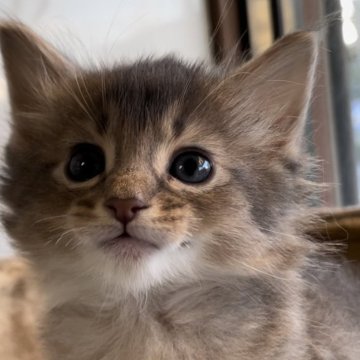 ソマリ【埼玉県・男の子・2024年2月11日・ブルー】の写真「可愛い男の子」