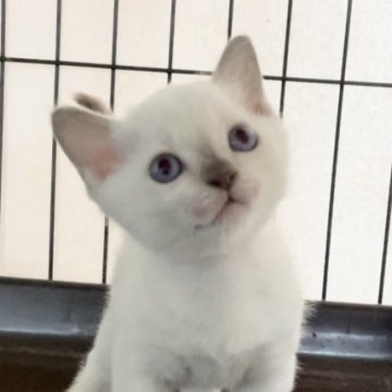 トンキニーズ【埼玉県・女の子・2023年6月15日・プラチナミンク】の写真「可愛い女の子」