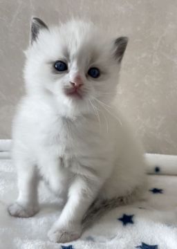 ラグドール【埼玉県・男の子・2021年3月14日・ブルーポイントバイカラー】の写真「可愛い男の子」