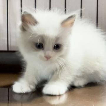 ラグドール【埼玉県・男の子・2022年7月8日・ブルーポイントバイカラー】の写真「可愛い男の子」