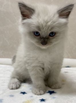 ラグドール【埼玉県・女の子・2021年2月18日・ブルーポイントミテッド】の写真「ふわふわの女の子」
