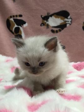 ラグドール【埼玉県・男の子・2017年2月15日・ブルーポイントミテッド】の写真「可愛いお顔の男の子です。」