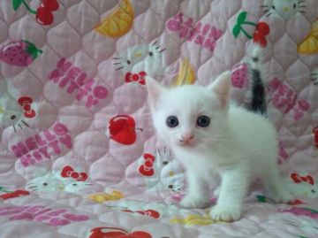 スコティッシュフォールド【埼玉県・男の子・2015年7月19日・ブラック&ホワイトバン】の写真「」