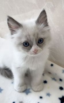 ラグドール【埼玉県・女の子・2021年2月18日・ブルーポイントバイカラー】の写真「可愛い女の子」
