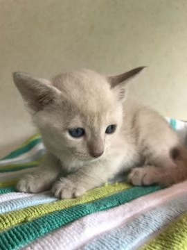 トンキニーズ【埼玉県・男の子・2018年6月23日・プラチナソリッド】の写真「可愛い男の子」