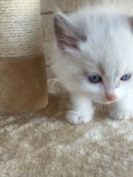 ラグドール【埼玉県・男の子・2017年2月15日・ブルーポイントバイカラー】の写真「可愛いお顔の男の子です。」