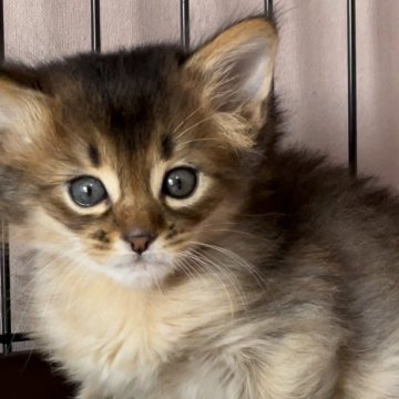 ソマリ【埼玉県・男の子・2024年1月20日・ルディ】の写真「可愛い男の子」