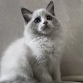 ラグドール【埼玉県・女の子・2024年8月25日・ブルーポイントバイカラー】の写真1