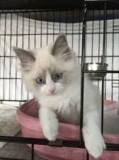 ラグドール【埼玉県・男の子・2015年12月9日・ブルーポイントバイカラー】の写真1