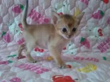 アビシニアン【埼玉県・女の子・2015年4月21日・ルディー】の写真1