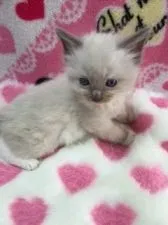 ラグドール【埼玉県・男の子・2015年12月9日・ブルーポイントミテッド】の写真1