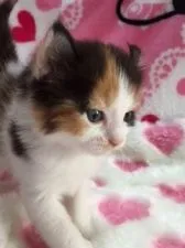 アメリカンカール【埼玉県・女の子・2016年2月29日・キャリコ】の写真1